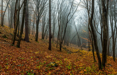 autumn forest in the fog