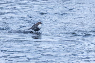 Fototapeta premium A small White-throated dipper standing on a rock in flowing river near Kuusamo, Northern Finland
