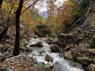 mountain river autumn rapids trees. High quality photo