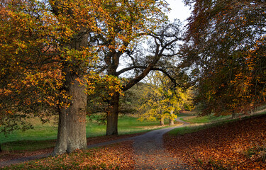 Fototapeta premium autumn trees in the park