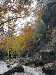 mountain river autumn rapids trees. High quality photo