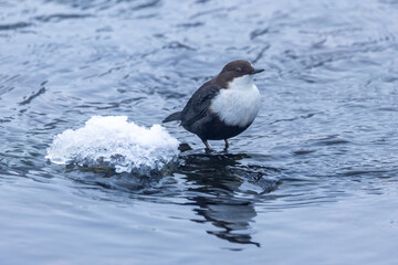 A small White-throated dipper standing on a rock in flowing river near Kuusamo, Northern Finland