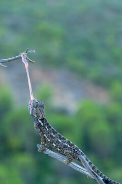 Chameleon catching prey with its long, sticky tongue