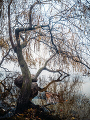 The bank of a foggy river with leafless trees growing on it. Very thick fog over the river