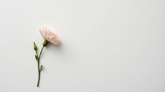 A minimalist image of a single flower on a plain background, symbolizing the loss of smell due to COVID-19 and anosmia