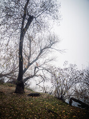 the bank of a foggy river, with leafless trees growing on it, with dry orange leaves scattered around them and paths running alongside