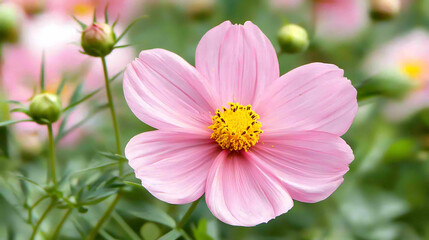 Fototapeta premium close up photograph of pink cosmos flower, showcasing its delicate petals and vibrant yellow center, surrounded by green foliage