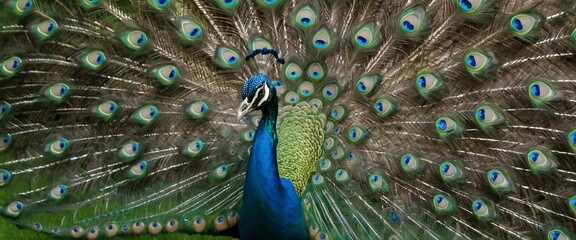 Fototapeta premium Majestic peacock displaying vibrant plumage. (1)