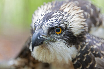 Close up of a juvenile osprey (Pandion haliaetus) for research being banded.
