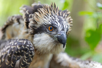 Close up of a juvenile osprey (Pandion haliaetus) for research being banded.