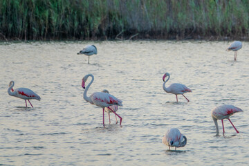 Pink flamingos in a salt lake.