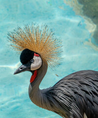  Grey Crowned Crane bird.  The most attractive part of the crown or crest features lovely, golden colored feathers. They also have a bright red colored throat pouch. © Jarmo V
