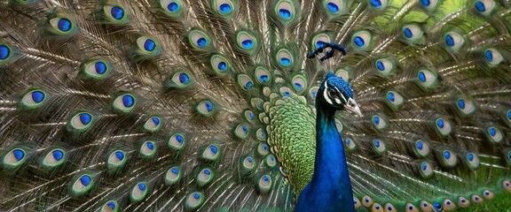 Obraz premium Majestic peacock displaying vibrant plumage. (1)