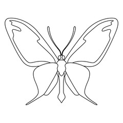 Vector Butterfly Insect Cartoon Illustration Isolated