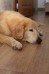 Goden dog lying down sad, head down sick with kidney problems end face