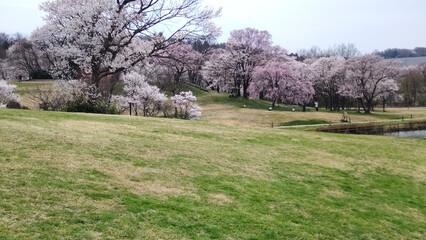 丘の満開の桜並木