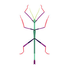 Vector Stick Insect Cartoon Illustration Isolated