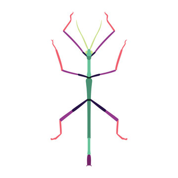 Vector Stick Insect Cartoon Illustration Isolated
