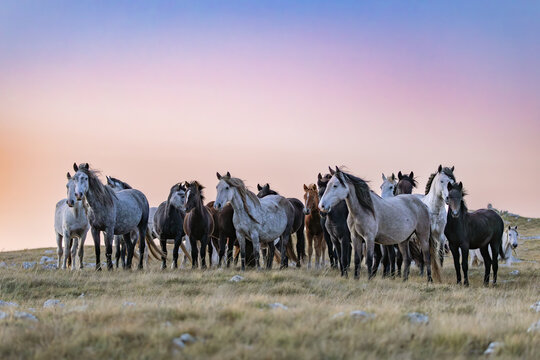 Wild horses roaming the stepes on the  mountain plane planina Cincar above the Bosnian city of Livno