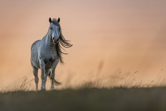 Wild horses roaming the stepes on the  mountain plane planina Cincar above the Bosnian city of Livno