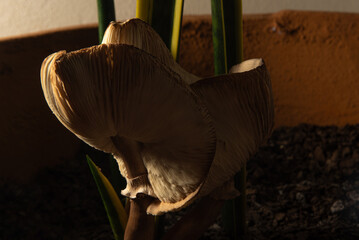 Mushrooms, beautiful mushrooms that grew in a vase with Dracaena trifasciata, selective focus.