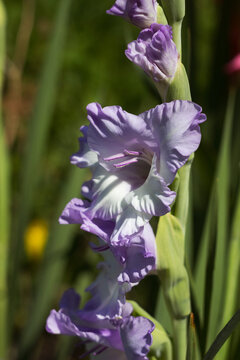 Beautiful Blue Frost Gladiolus blooms in summer, floral background