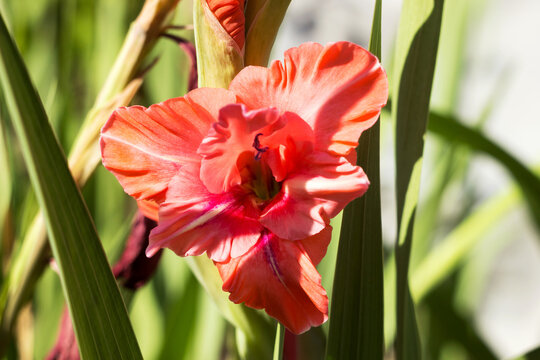 Deep salmon pink with a velvety crimson-red spot on the lower petal of Gladiolus &lsquo;Malika&rsquo;