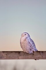snowy owl canada