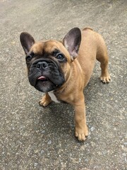 french bulldog puppy