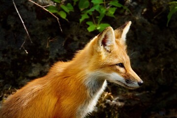 Fototapeta premium red fox