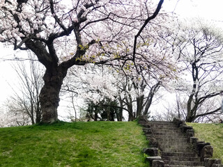 サクラと階段と芝生