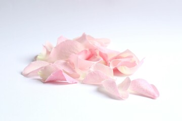 Fototapeta premium Pink rose petals on a white background
