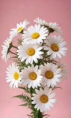 Fototapeta premium White daisy blooms in a beautifully arranged bouquet on pastel pink background, arrangement, pastel pink, nature, white, floral