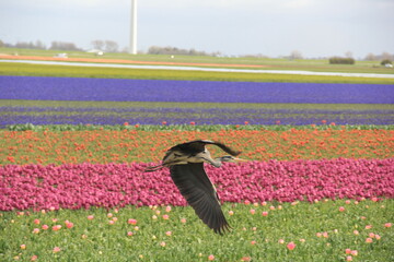 tulip field with heron