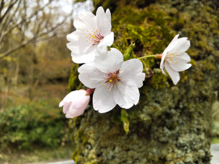 胴吹き桜春桜の季節呉羽山