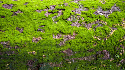 Bright green Japanese moss with light and shadow on textured brown and grey tree bark. algae botanical background or wallpaper