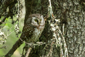 A cute Boreal owl perched on a Spruce branch in an old-growth forest in Riisitunturi National Park, Northern Finland	