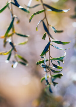 Desert vegetation- saxaul (Haloxylon) brunches close-up on blurred background.