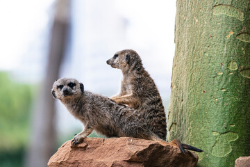 photographs of meerkats in nature in their natural habitat in Africa