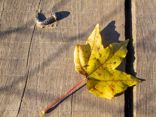 Autumn leaf fallen on the planks of an old wire bridge
