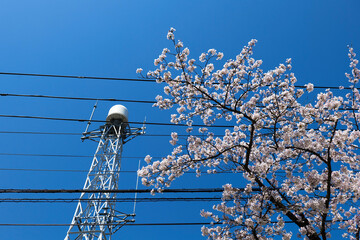 呉羽山満開の桜と電波塔と青空