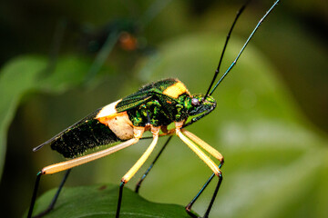 Phthiarella decorata