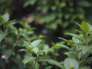 Obraz premium Blurred image featuring a natural background of water and plants, growth, green