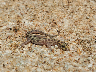 Granite Night Lizard, Xantusia henshawi on boulder in California