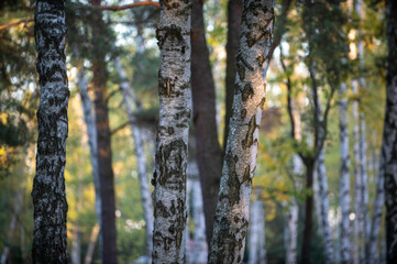 Warszawa, ogród botaniczny w Powsinie