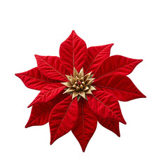 Elegant poinsettia flower with red velvet petals and golden centers on white