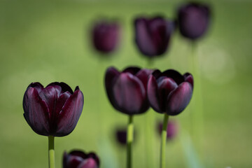 Dark tulips Queen of Nigh blooming in field in garden with blurry background. Floral wallpaper....
