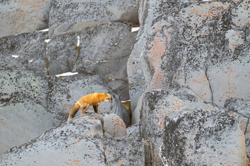 Red fox on the rocks near the shore of Hudson Bay