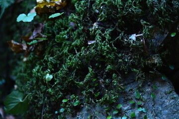 高尾山の自然09