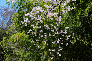 竹林と桜の春景色